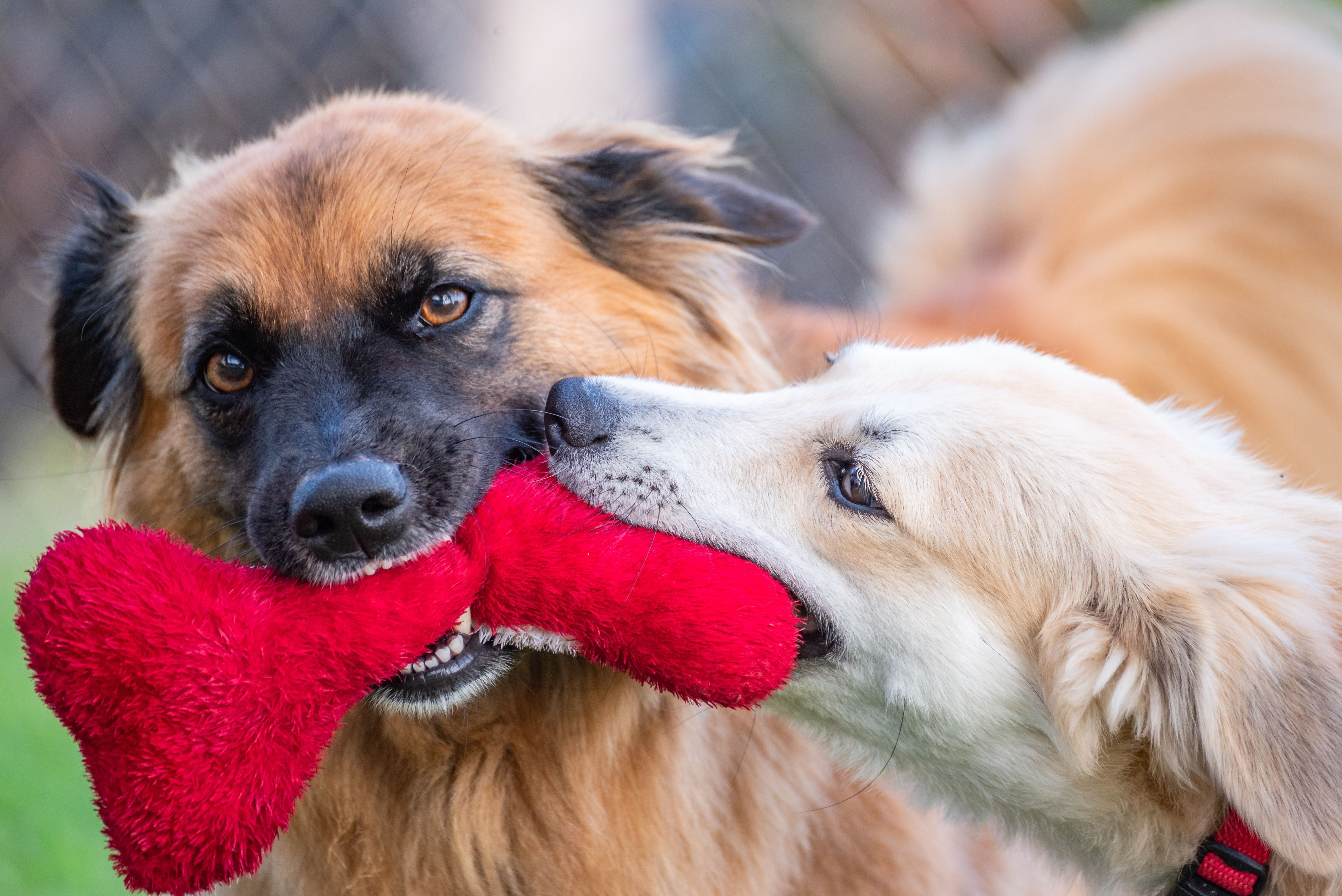 How Dog Toys Help Keep Your Pet Happy, Healthy, and Active