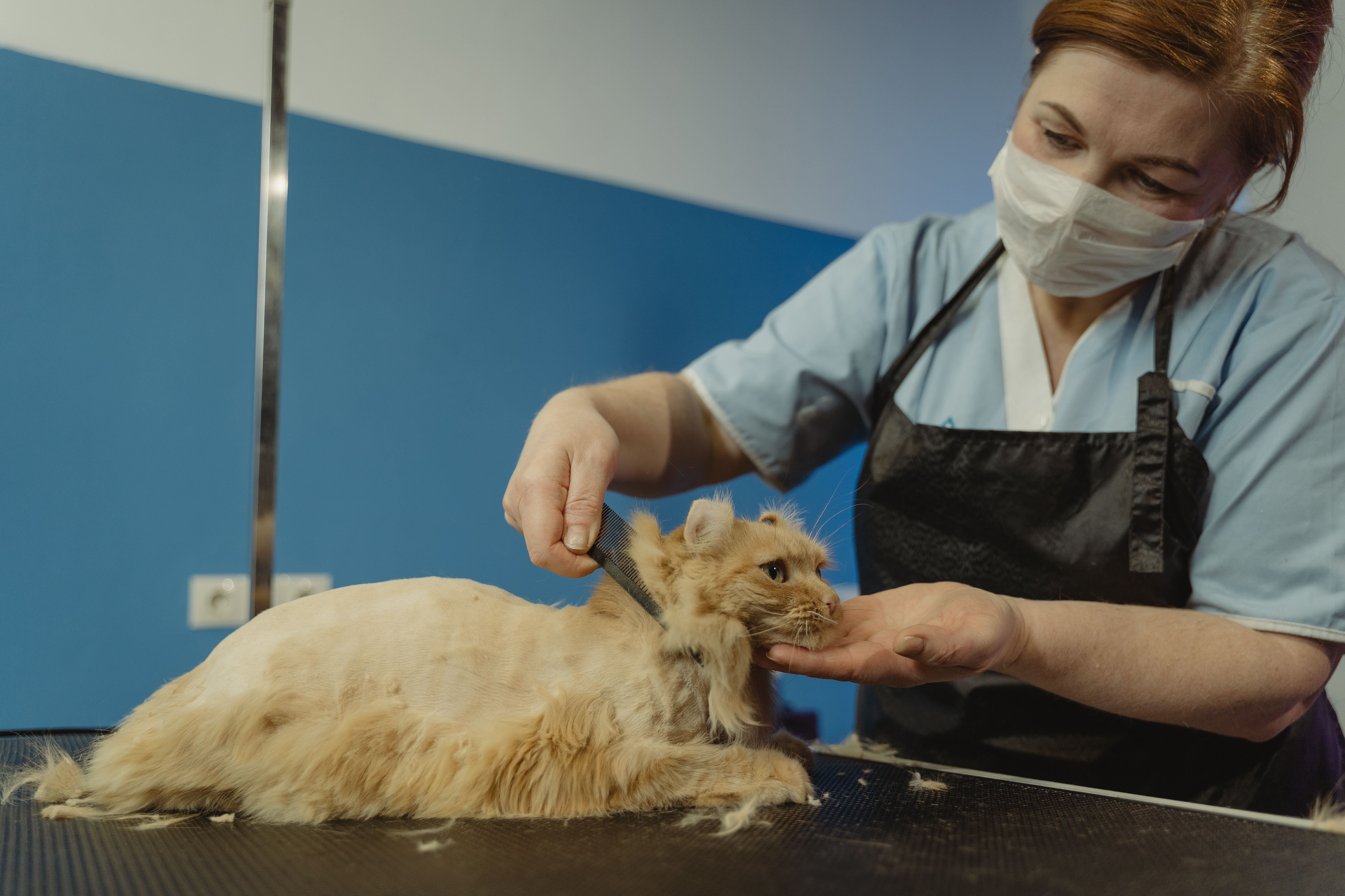 The Best Cat Grooming Routine for a Healthy Coat and Happy Cat