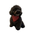 White Dots Doggie Bandana, Red,Small, (Pack of 10)