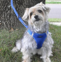 American River Solid Ultra Choke Free Dog Harness - Cobalt Blue, 3X-Large