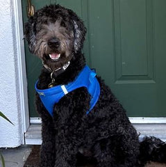 American River Solid Ultra Choke Free Dog Harness - Cobalt Blue, 3X-Large