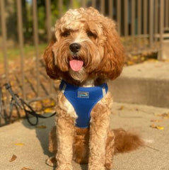 American River Solid Ultra Choke Free Dog Harness - Cobalt Blue, 3X-Large