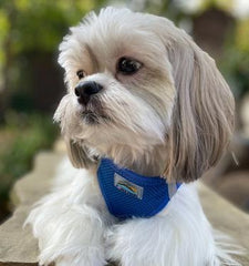 American River Solid Ultra Choke Free Dog Harness - Cobalt Blue, 3X-Large