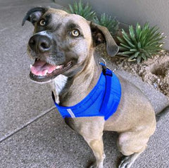 American River Solid Ultra Choke Free Dog Harness - Cobalt Blue, 3X-Large