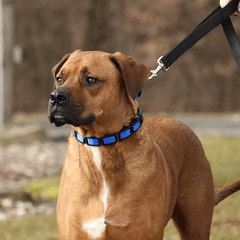 Coastal Natural Control Training Collar Additional Links 3pk
