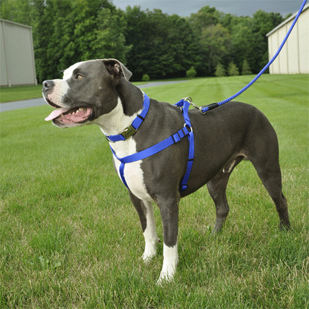 Coastal Comfort Wrap Harness 26-38x1 Blue