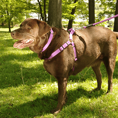 Coastal Comfort Wrap Harness 26-38x1 Orchid