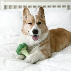Nylabone Power Chew Broccoli Souper