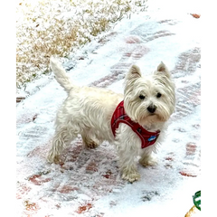 Plush Step In Harness Plaid Red Medium