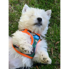Plush Step In Air Mesh Harness - Camo/Orange 2X Large