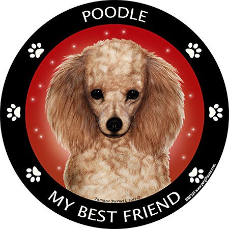 Poodle (Apricot) - My Best Friends Magnet