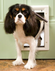 PetSafe Plastic Dog Door Small