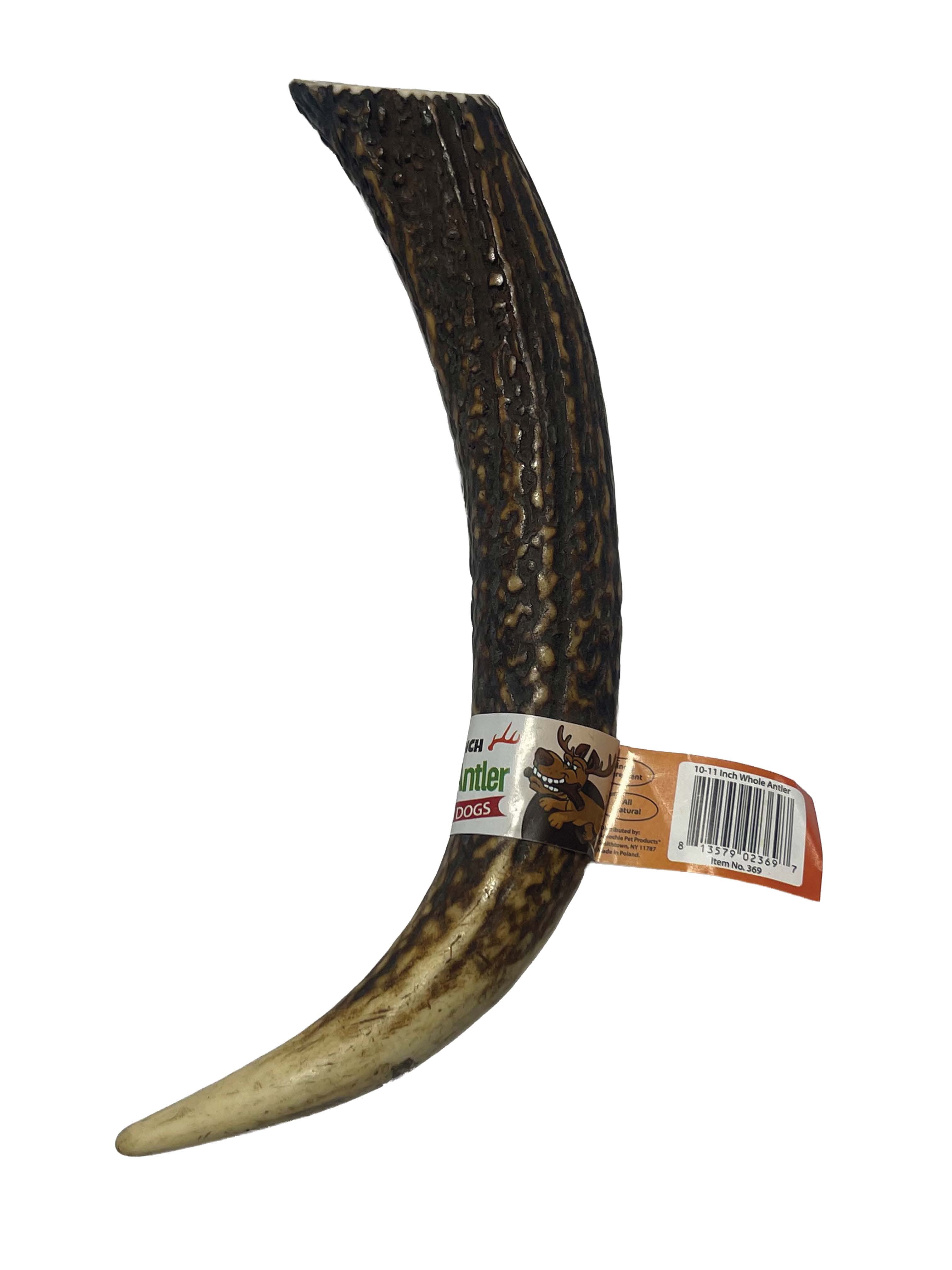 10-11 Inch Antlers Whole