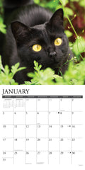 Black Cats 2027 12" x 12" Wall Calendar