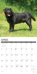 Black Labs 2027 12" x 12" Wall Calendar