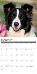 Border Collies 2027 12" x 12" Wall Calendar