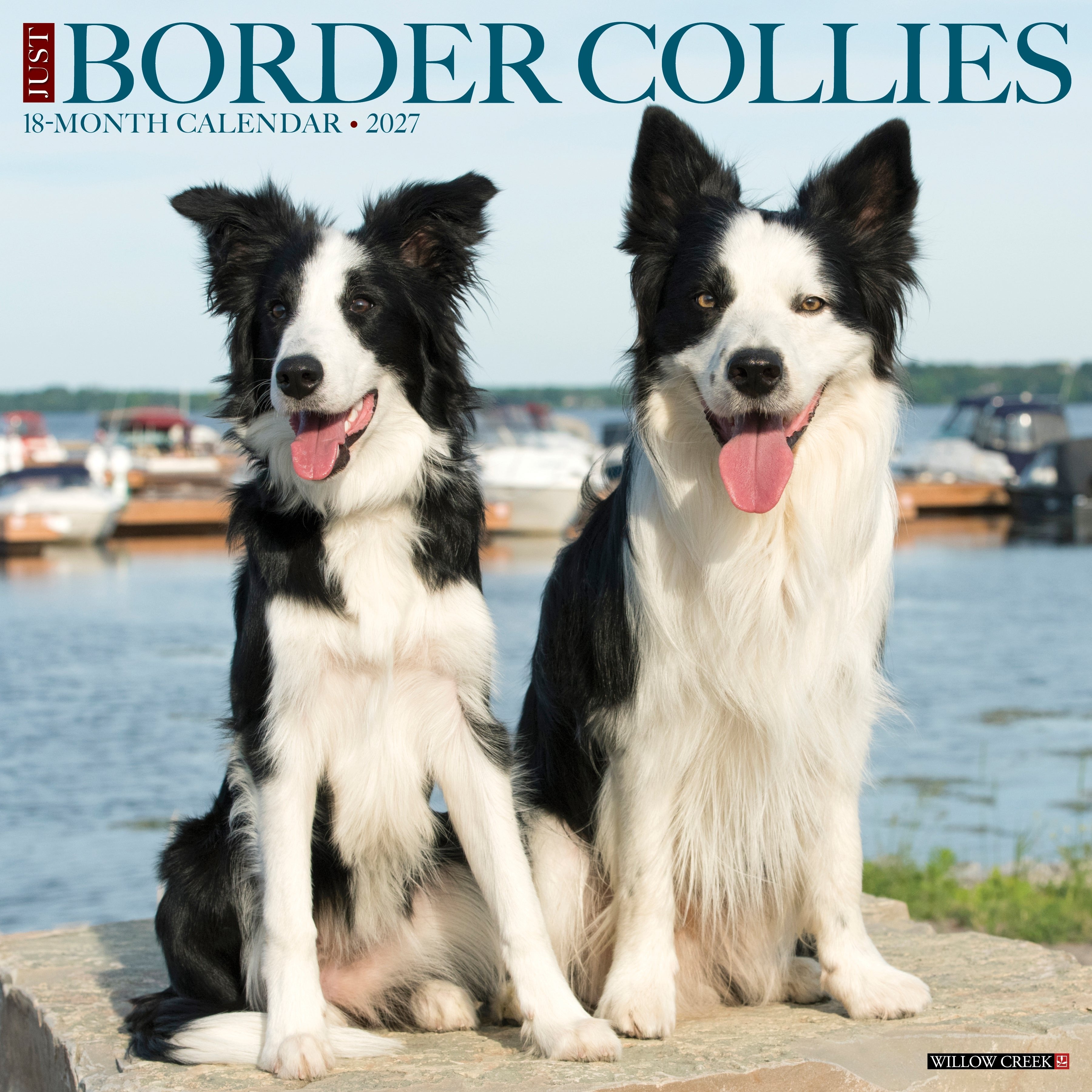 Border Collies 2027 12" x 12" Wall Calendar