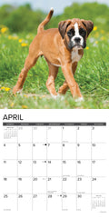 Boxer Puppies 2027 12" x 12" Wall Calendar