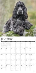 Cocker Spaniels 2027 12" x 12" Wall Calendar