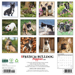 French Bulldog Puppies 2027 12" x 12" Wall Calendar