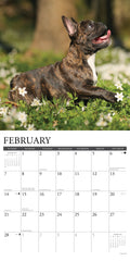 French Bulldog Puppies 2027 12" x 12" Wall Calendar