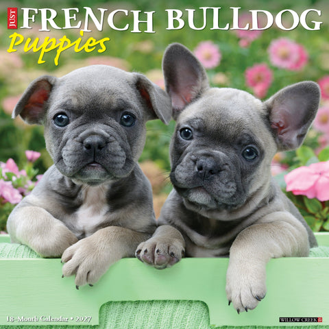 French Bulldog Puppies 2027 12" x 12" Wall Calendar
