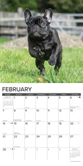 French Bulldogs 2027 12" x 12" Wall Calendar