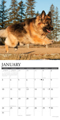 German Shepherds 2027 12" x 12" Wall Calendar