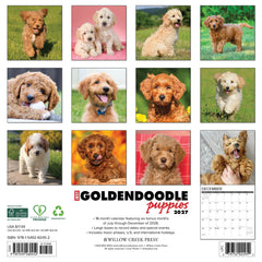 Goldendoodle Puppies 2027 12" x 12" Wall Calendar