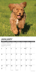 Goldendoodle Puppies 2027 12" x 12" Wall Calendar