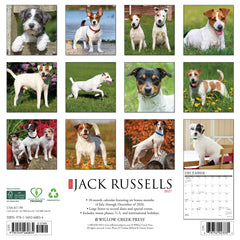 Jack Russells 2027 12" x 12" Wall Calendar