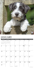 Jack Russells 2027 12" x 12" Wall Calendar