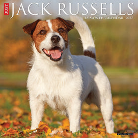 Jack Russells 2027 12" x 12" Wall Calendar