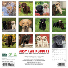Lab Puppies 2027 12" x 12" Wall Calendar