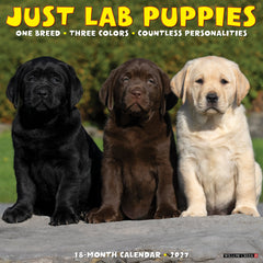 Lab Puppies 2027 12" x 12" Wall Calendar