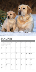 Labs 2027 12" x 12" Wall Calendar