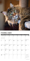 Maine Coon Cats 2027 12" x 12" Wall Calendar