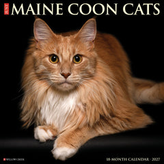 Maine Coon Cats 2027 12" x 12" Wall Calendar