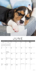 Naptime: Dogs & Puppies on their Best Behavior 2027 12" x 12" Wall Calendar