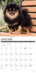 Pomeranians 2027 12" x 12" Wall Calendar