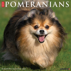 Pomeranians 2027 12" x 12" Wall Calendar