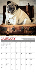 Pug Mugs 2027 12" x 12" Wall Calendar