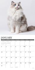 Ragdoll Cats 2027 12" x 12" Wall Calendar