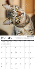 Why Cats Do That 2027 12" x 12" Wall Calendar