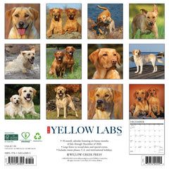 Yellow Labs 2027 12" x 12" Wall Calendar
