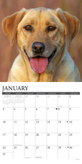 Yellow Labs 2027 12" x 12" Wall Calendar