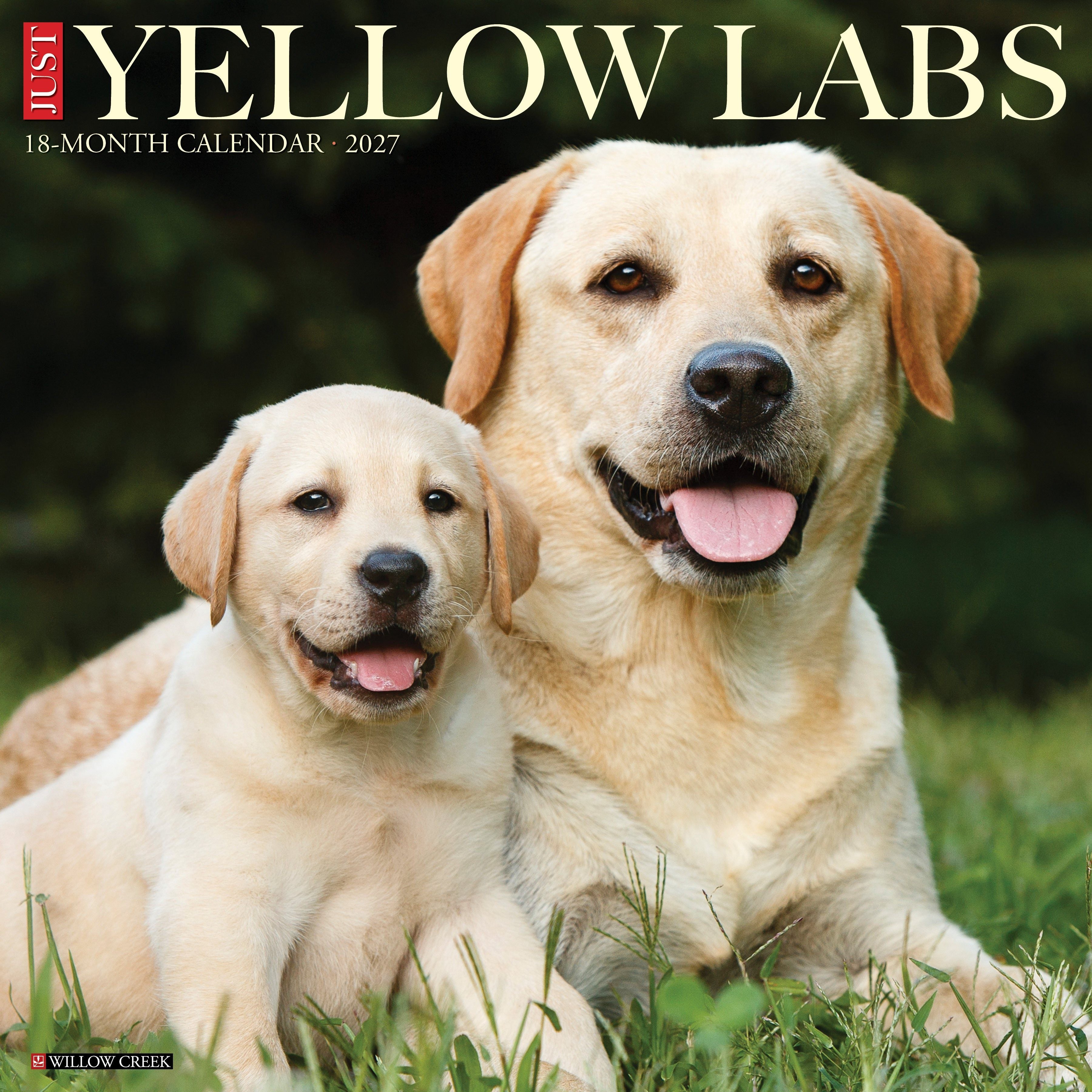 Yellow Labs 2027 12" x 12" Wall Calendar