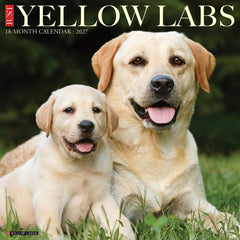 Yellow Labs 2027 12" x 12" Wall Calendar