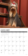 Yorkies 2027 12" x 12" Wall Calendar